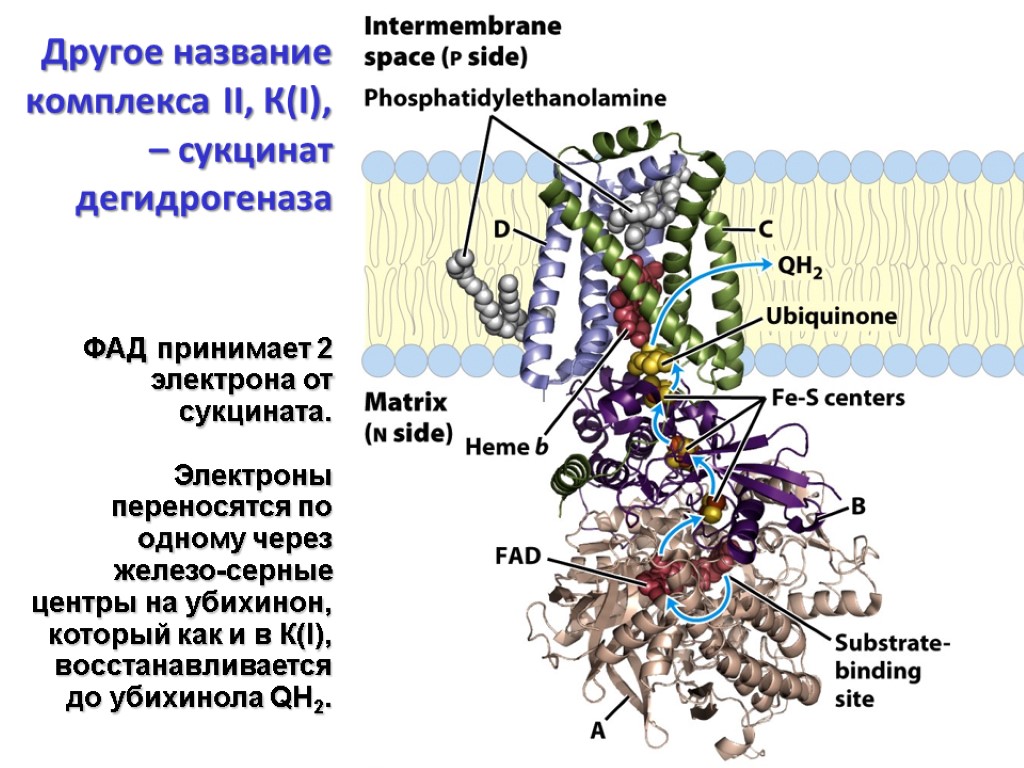 Другое название комплекса II, К(I), – сукцинат дегидрогеназа ФАД принимает 2 электрона от сукцината.